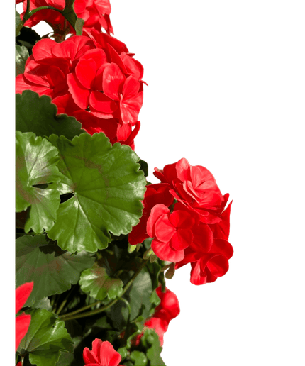 LeopoldFlora Geranium pyramide 110cm kunstplant UV rood