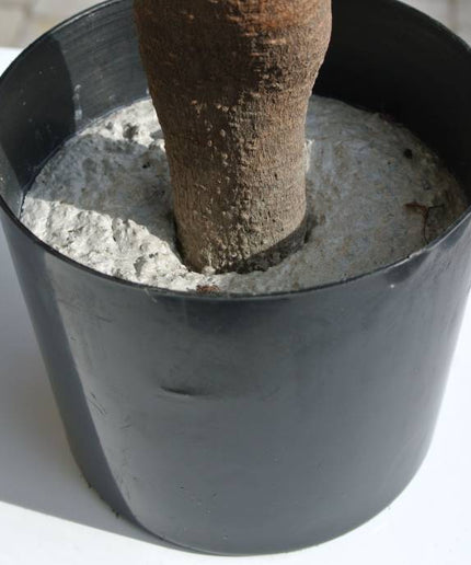 LeopoldFlora Grote kunst  buxus Bol 80 cm UV