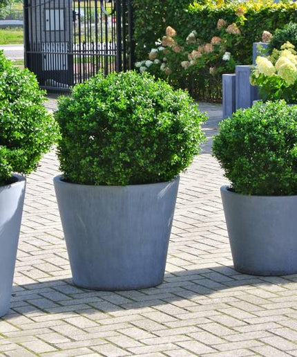 LeopoldFlora Grote kunst  buxus Bol 80 cm UV