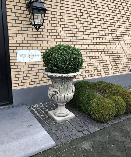 LeopoldFlora Grote kunst  buxus Bol 80 cm UV
