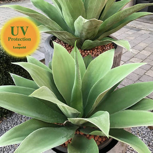 LeopoldFlora Grote Kunststof Agave 70 UV