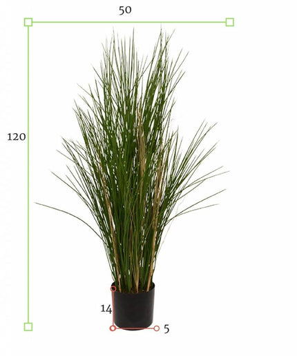 LeopoldFlora Hoge kunst siergrasplant 120 cm UV