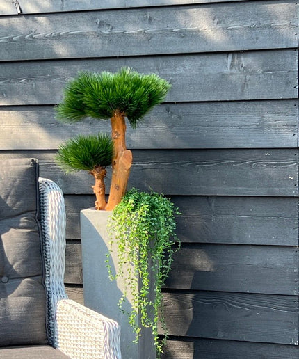LeopoldFlora Klein kunstboompje  Pinus Bonsai 55  UV