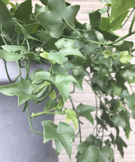 LeopoldFlora Klimop kunsthangplant 100 cm UV