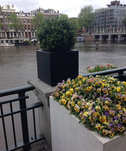 LeopoldFlora Kunst Buxus Bol 50 cm UV