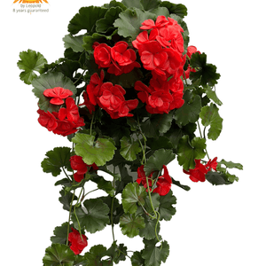 LeopoldFlora Kunst Hanggeranium 65cm UV rood