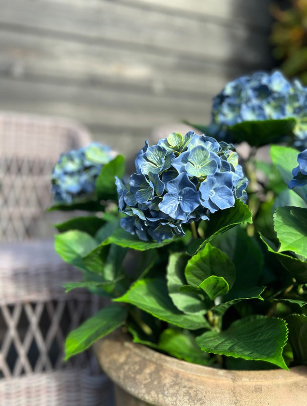LeopoldFlora Kunst Hortensia blauw L 65cm UV