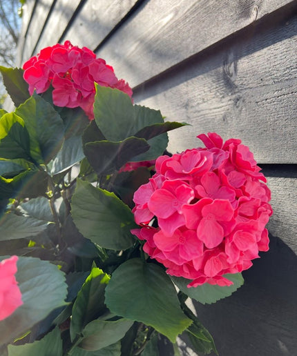 LeopoldFlora Kunst Hortensia roze XL 80cm UV