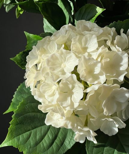 LeopoldFlora Kunst Hortensia wit L 65cm UV