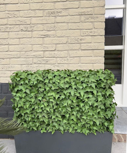 LeopoldFlora Kunst klimop haag 80x25x56 cm UV