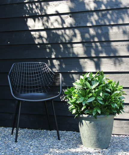 LeopoldFlora Kunst laurier bol 55cm UV