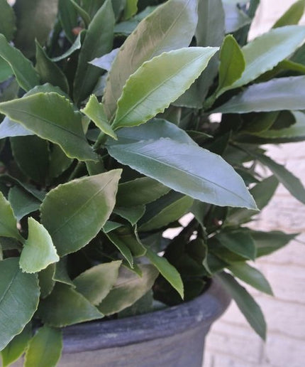 LeopoldFlora Kunst laurier bol 55cm UV