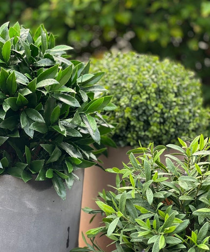 LeopoldFlora Kunst laurier bol 55cm UV