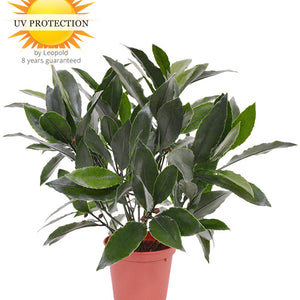 LeopoldFlora Kunst laurier plantje 35 cm UV