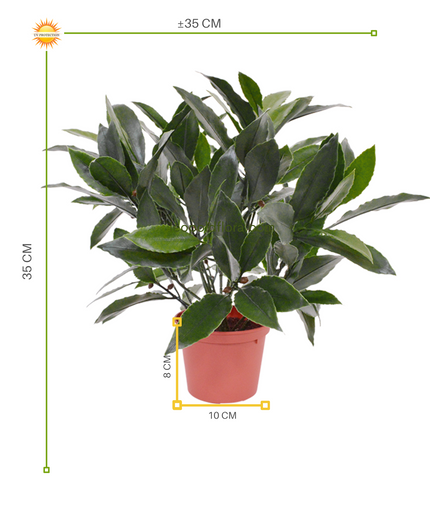 LeopoldFlora Kunst laurier plantje 35 cm UV