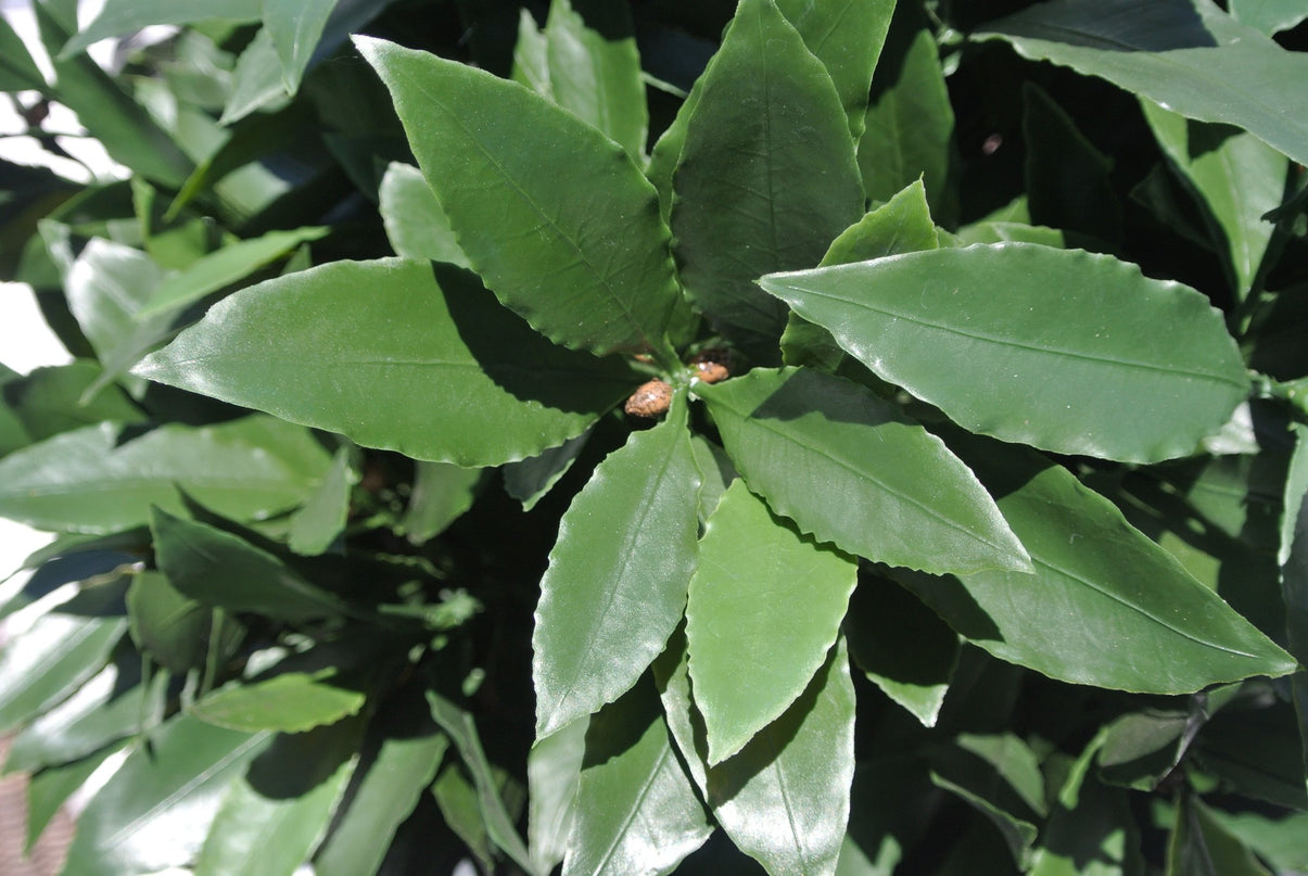 LeopoldFlora Kunst Laurier tak  50 cm UV