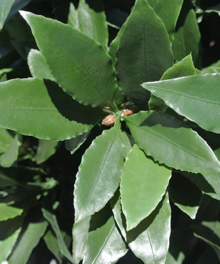 LeopoldFlora Kunst laurier zuil  120 UV