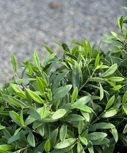 LeopoldFlora Kunst Olijfboom  50cm UV