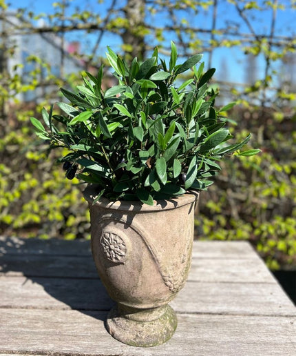 LeopoldFlora Kunst olijfboompje  40cm UV