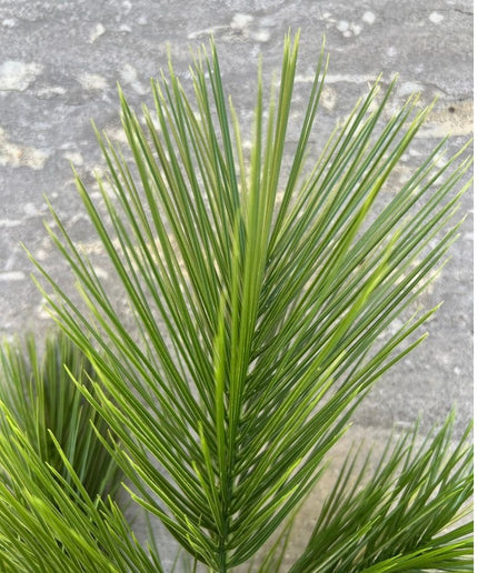 LeopoldFlora Kunst Pinus tak UV