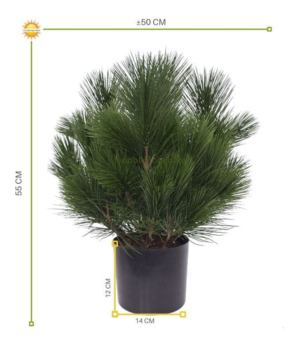 LeopoldFlora Kunst struik Pinus 45 cm   UV