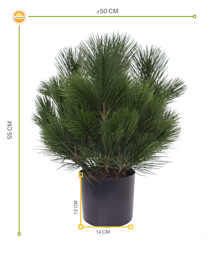 LeopoldFlora Kunst struik Pinus 45 cm   UV