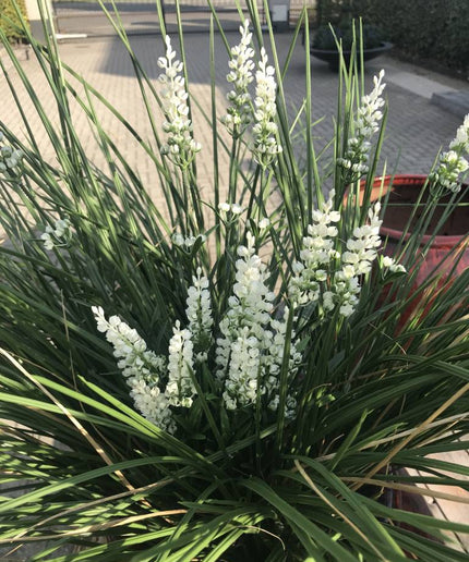 LeopoldFlora Kunstboeket Lavendel wit 50 cm UV