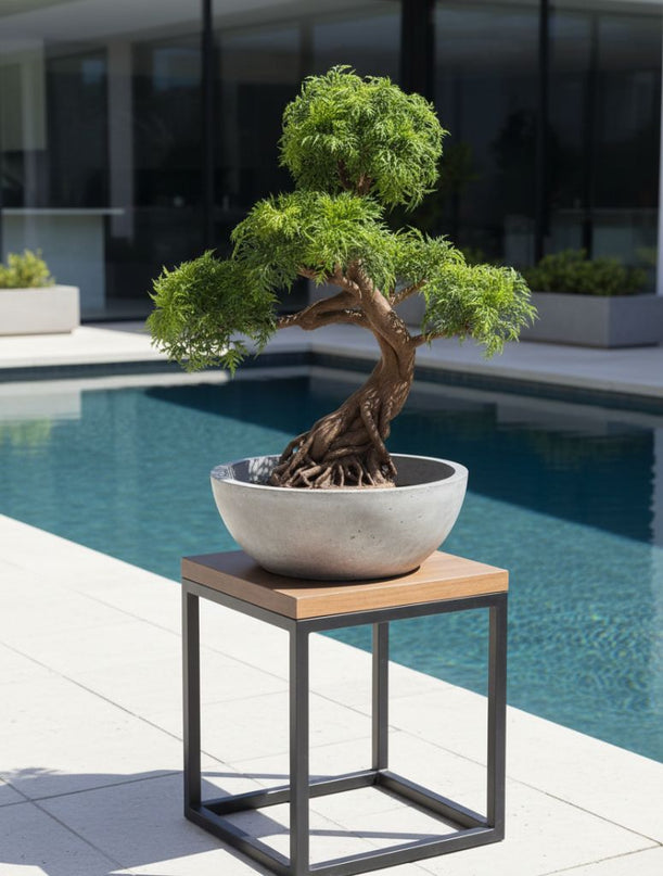 LeopoldFlora Kunstbonsai  Ming Aralia 90 cm UV