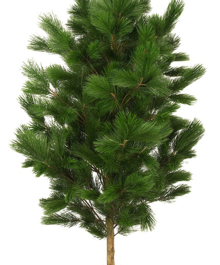 LeopoldFlora Kunstboom Pinus 160 UV