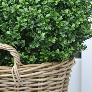 LeopoldFlora Kunstbuxus bol 50 in rotan mand