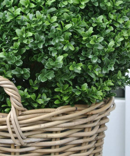 LeopoldFlora Kunstbuxus bol 50 in rotan mand