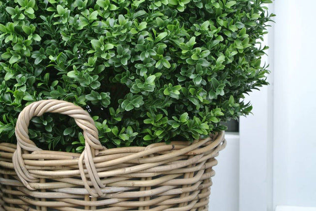 LeopoldFlora Kunstbuxus bol 50 in rotan mand