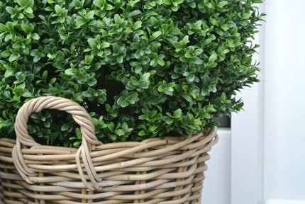 LeopoldFlora Kunstbuxus bol 50 in rotan mand