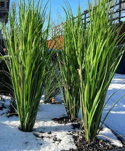 LeopoldFlora Kunstplant Rietgras 100 cm UV