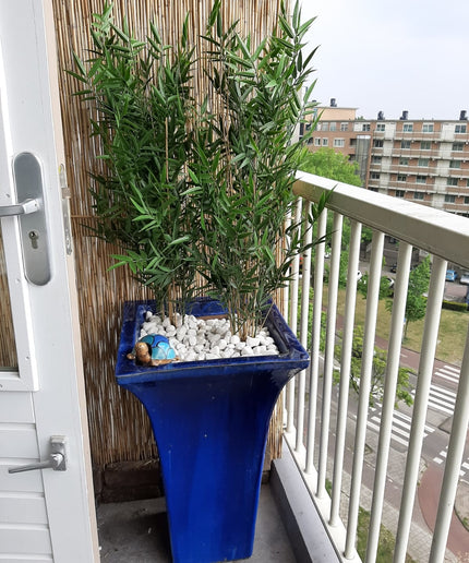 LeopoldFlora Kunststof  Bamboe plant 90 cm UV