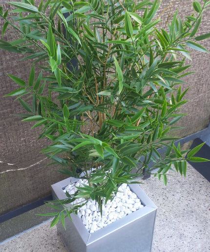 LeopoldFlora Kunststof  Bamboe plant 90 cm UV