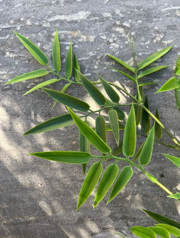 LeopoldFlora Kunststof  Bamboe tak 65 UV