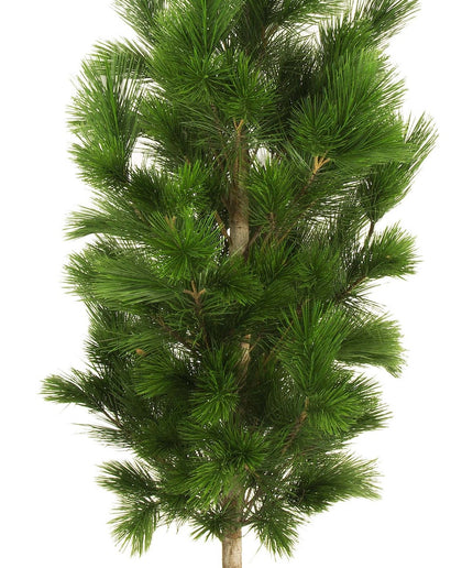LeopoldFlora Kunststof Boom Pinus 125 UV