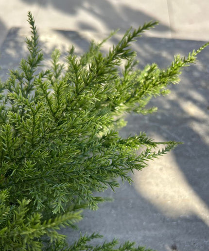 LeopoldFlora Kunststof Conifeer tak 56 UV