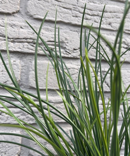 LeopoldFlora Kunststof grasplant boeket 40 cm UV