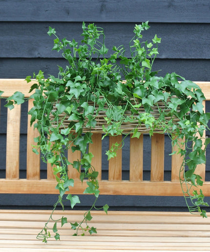 LeopoldFlora Kunststof  hangplant klimop 65 cm UV