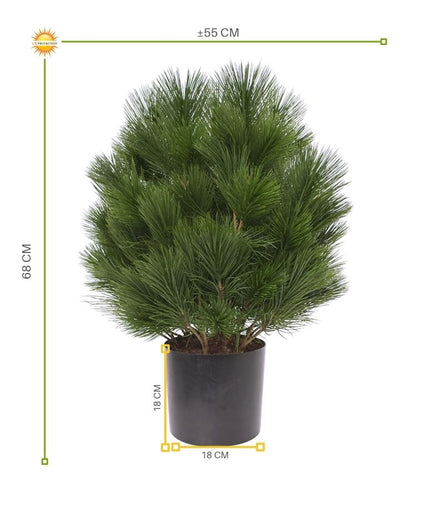 LeopoldFlora Kunststruik Pinus Den 60 cm UV