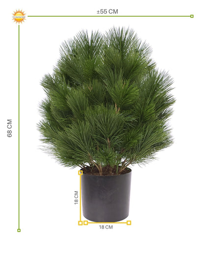 LeopoldFlora Kunststruik Pinus Den 60 cm UV