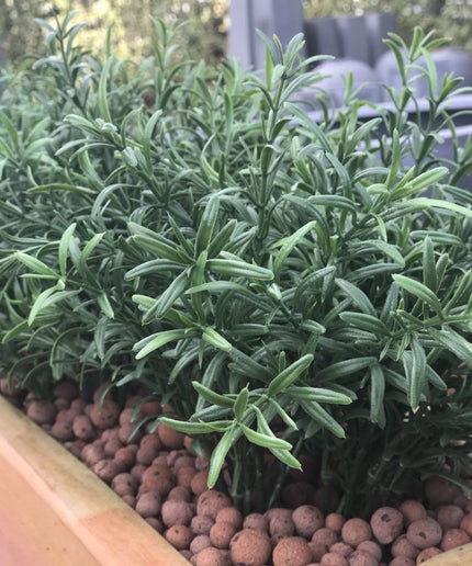 LeopoldFlora Kunsttak Rozemarijn UV