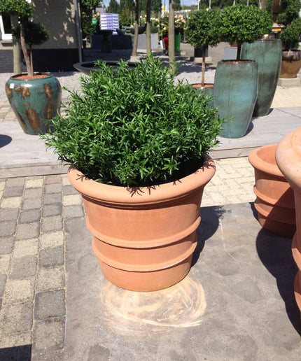 LeopoldFlora Kunsttak Rozemarijn UV