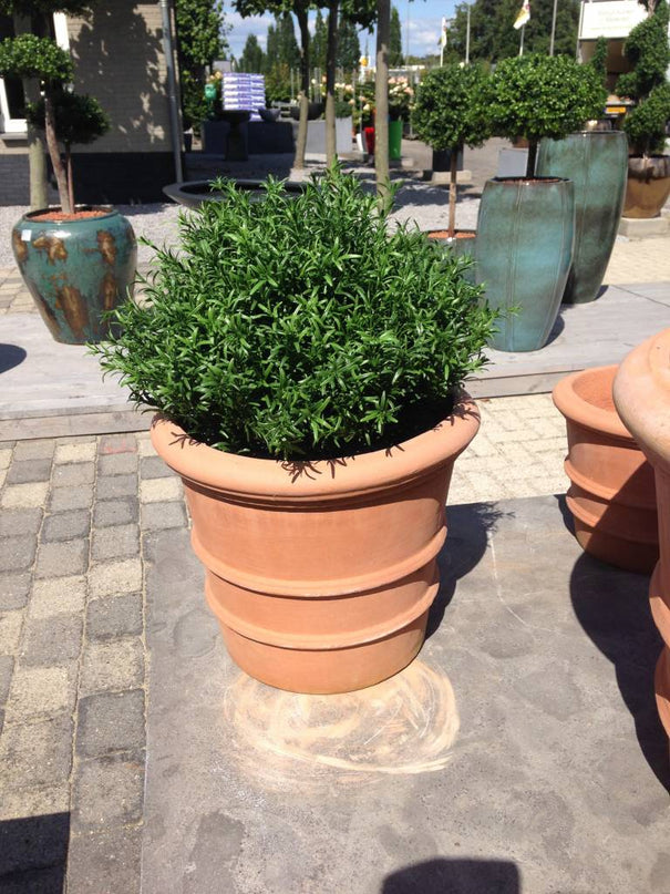 LeopoldFlora Kunsttak Rozemarijn UV