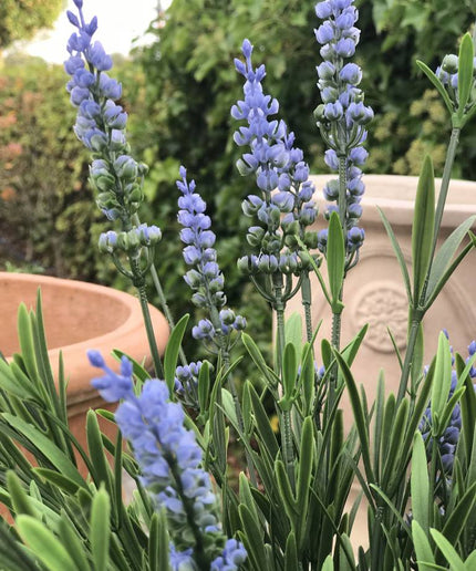 LeopoldFlora Lavendel kunstbloem blauw 50 cm UV