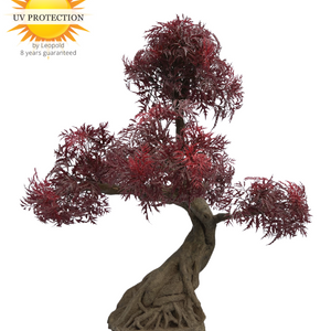 LeopoldFlora Ming Aralia Bonsai Burgundy - x 5 - UV-bestendig