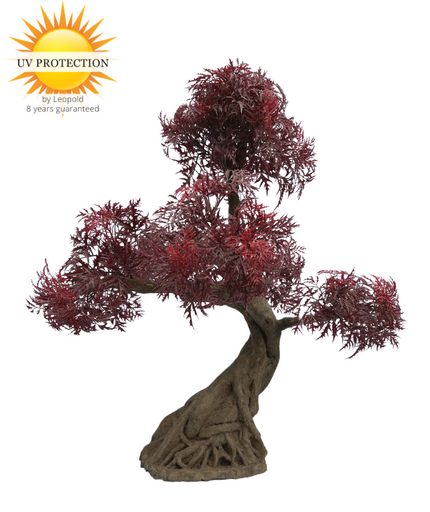 LeopoldFlora Ming Aralia Bonsai Burgundy - x 5 - UV-bestendig