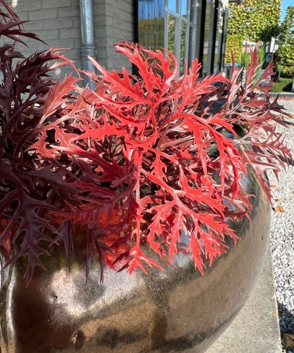 LeopoldFlora Ming Aralia burgundy tak 50cm UV
